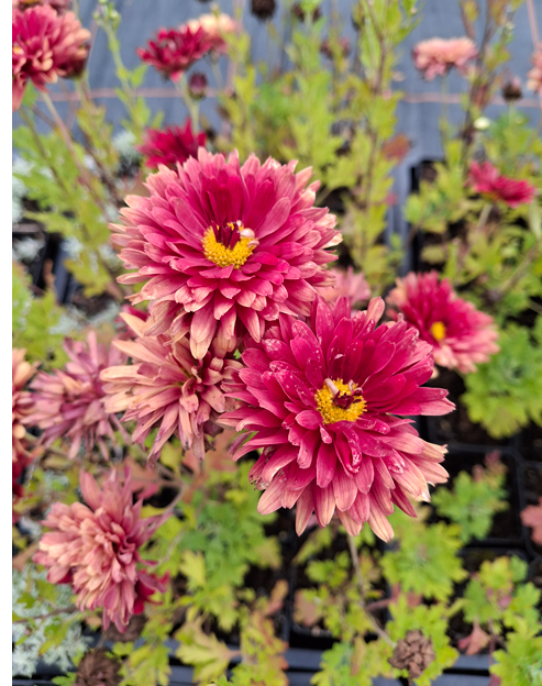 Chrysanthemum rubellum `Duchess of Edinburgh`